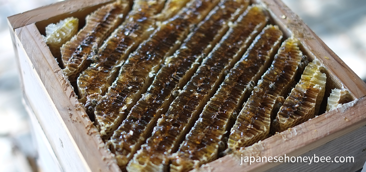 日本みつばち採蜜